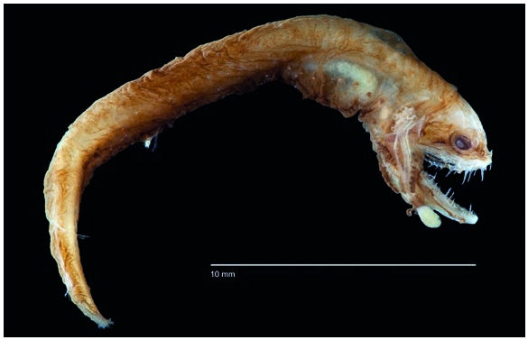 ภาพ ปลา paxtoni (Photonectes paxtoni)