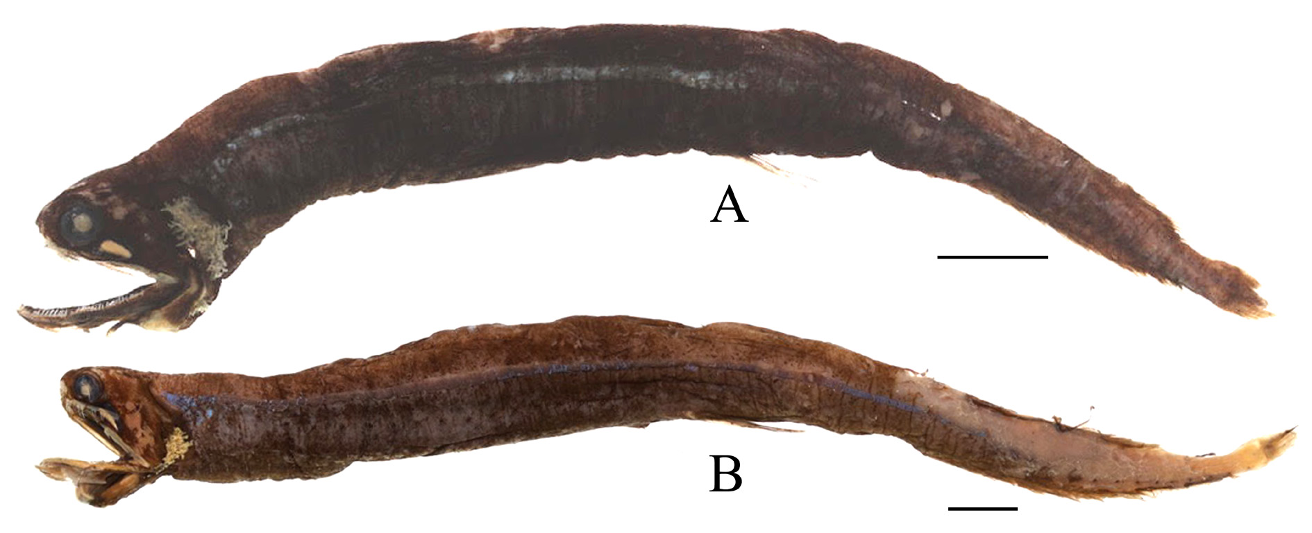 ภาพ ปลา sphaerolampas (Photonectes sphaerolampas)