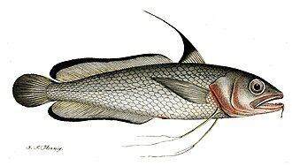 ภาพ ปลา blennoides (Phycis blennoides)