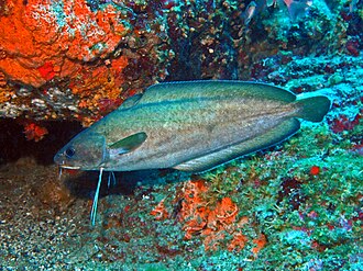 ภาพ ปลา phycis (Phycis phycis)