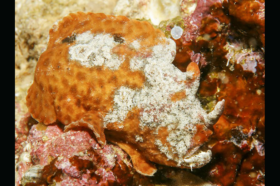 ภาพ ปลาแองเกลอร์ฟิชจุดขาว (Phyllophryne scortea)