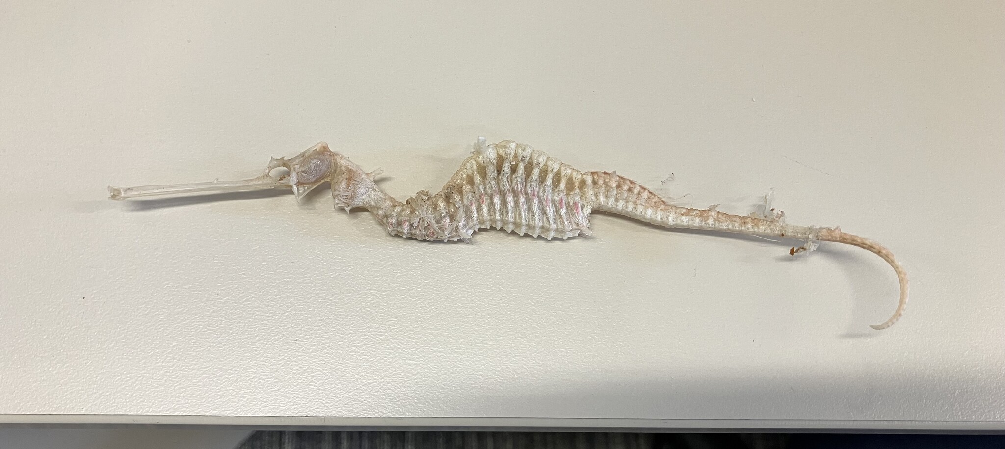 ภาพ มังกรทะเลทับทิม (Phyllopteryx dewysea)
