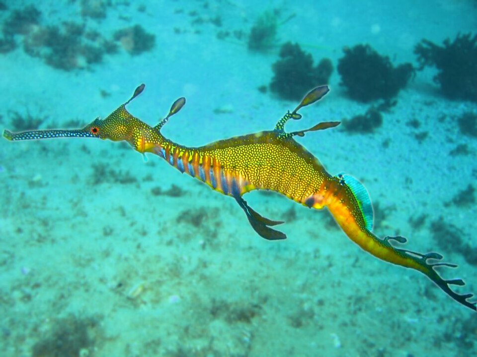 ภาพ มังกรทะเลวัชพืช (Phyllopteryx taeniolatus)
