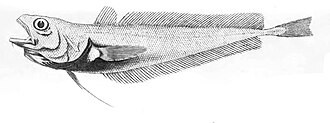 ภาพ ปลา argyropastus (Physiculus argyropastus)