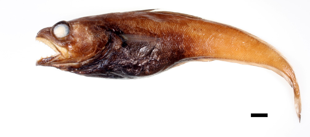 ภาพ ปลา caboverdensis (Physiculus caboverdensis)