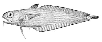 ภาพ ปลา fulvus (Physiculus fulvus)