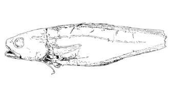 ภาพ ปลา helenaensis (Physiculus helenaensis)