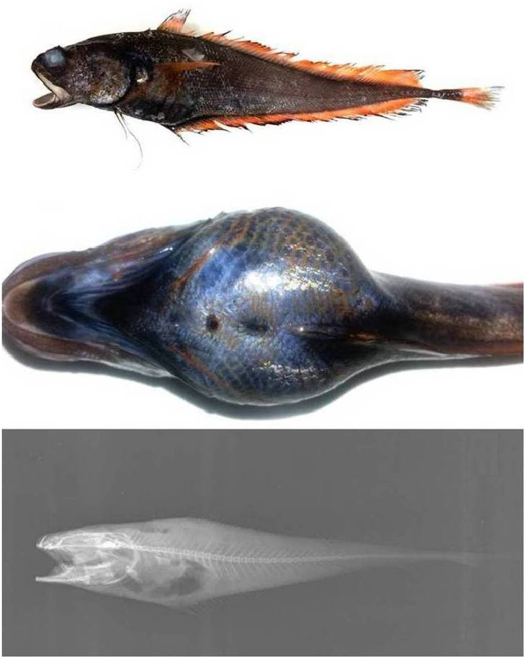 ภาพ ปลา indicus (Physiculus indicus)