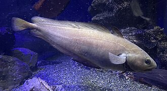ภาพ ปลา japonicus (Physiculus japonicus)