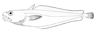 ภาพ ปลา kaupi (Physiculus kaupi)
