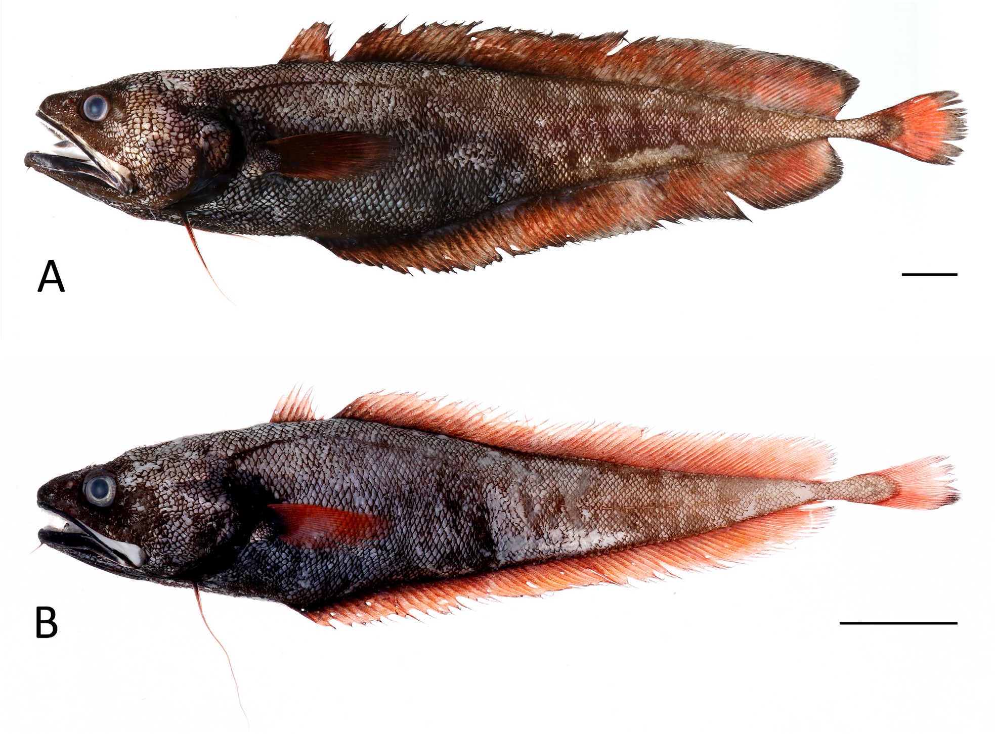 ภาพ ปลา megastomus (Physiculus megastomus)