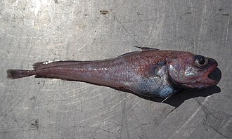 ภาพ ปลา rastrelliger (Physiculus rastrelliger)