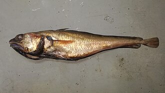 ภาพ ปลา talarae (Physiculus talarae)