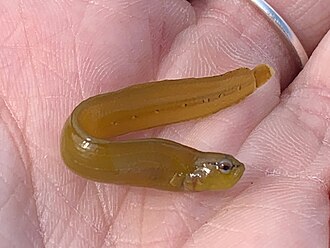 ภาพ ปลา chirus (Phytichthys chirus)