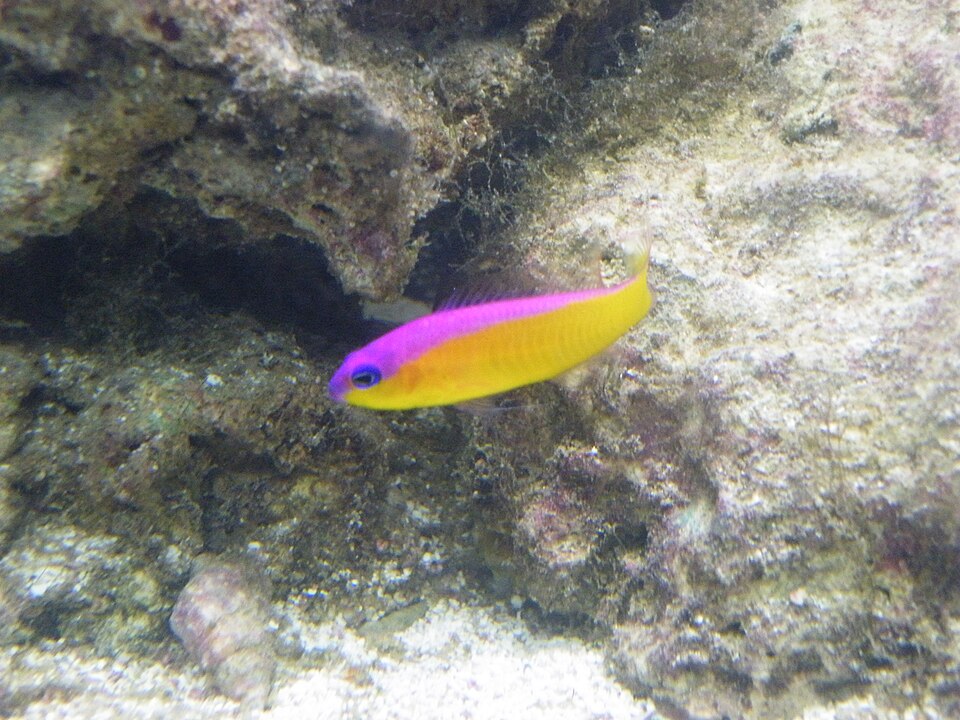 ภาพ ปลาดอตตี้แบ็คสองสี (Pictichromis diadema)