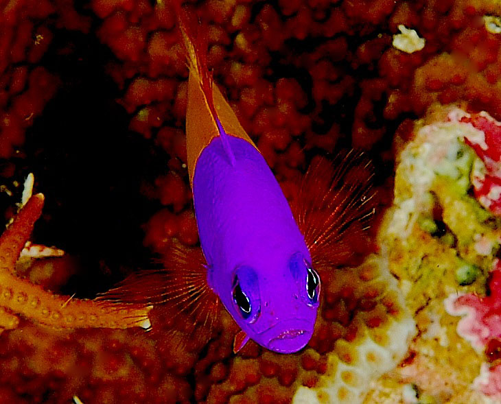 ภาพ ปลาดอตตี้แบ็คราชวงศ์ (Pictichromis paccagnellae)