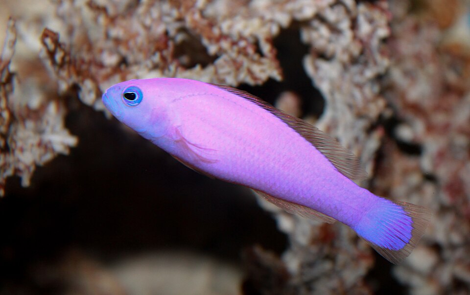ภาพ ปลาดอตตี้แบ็ค porphyrea (Pictichromis porphyrea)