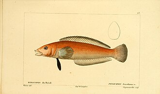 ภาพ ปลา brasilianus (Pinguipes brasilianus)