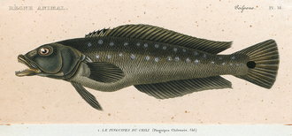 ภาพ ปลา chilensis (Pinguipes chilensis)