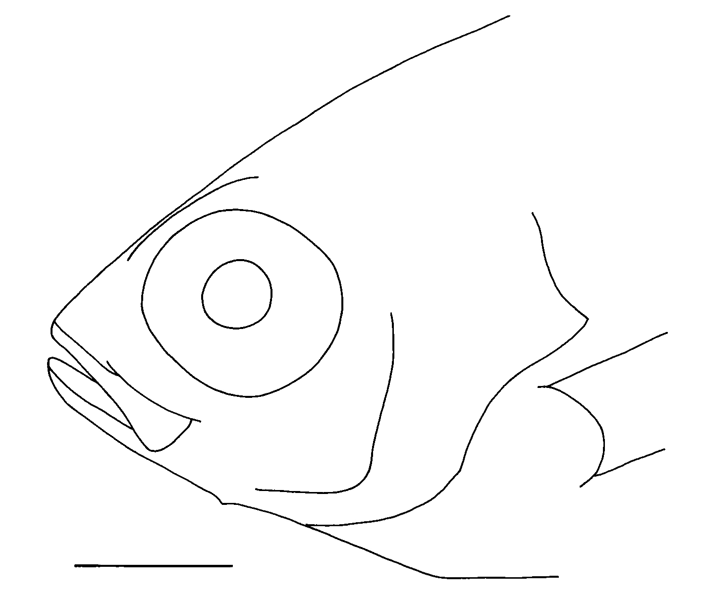 ภาพ ปลา pinjalo (Pinjalo pinjalo)