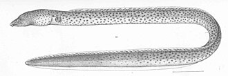 ภาพ ปลา daspilotus (Pisodonophis daspilotus)