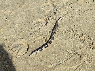 ภาพ ปลา semicinctus (Pisodonophis semicinctus)