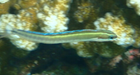 ภาพ ปลาตั๊กแตนหินเขี้ยวดาบตั๊กแตนหิน (Plagiotremus azaleus)