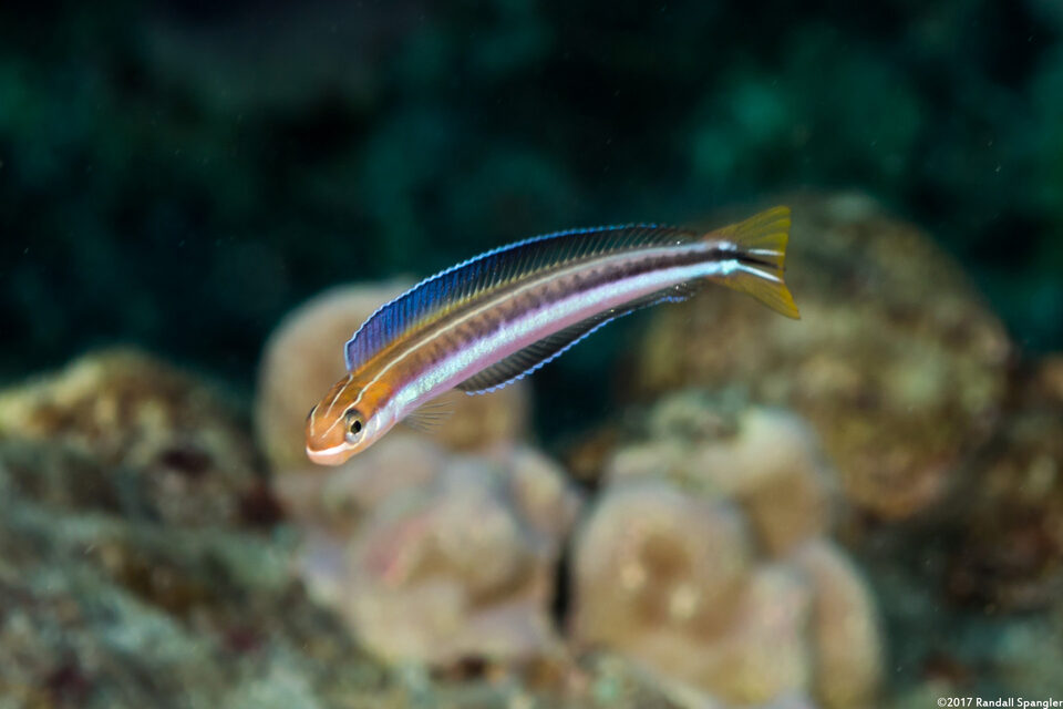 ภาพ ปลาตั๊กแตนหินตั๊กแตนหิน (Plagiotremus goslinei)