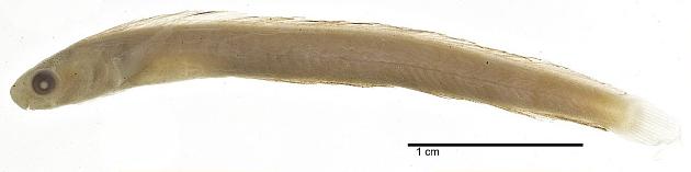 ภาพ ปลาตั๊กแตนหิน iosodon (Plagiotremus iosodon)
