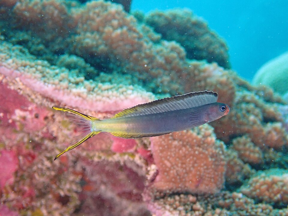 ภาพ ปลาตั๊กแตนหินสองสี (Plagiotremus laudandus)