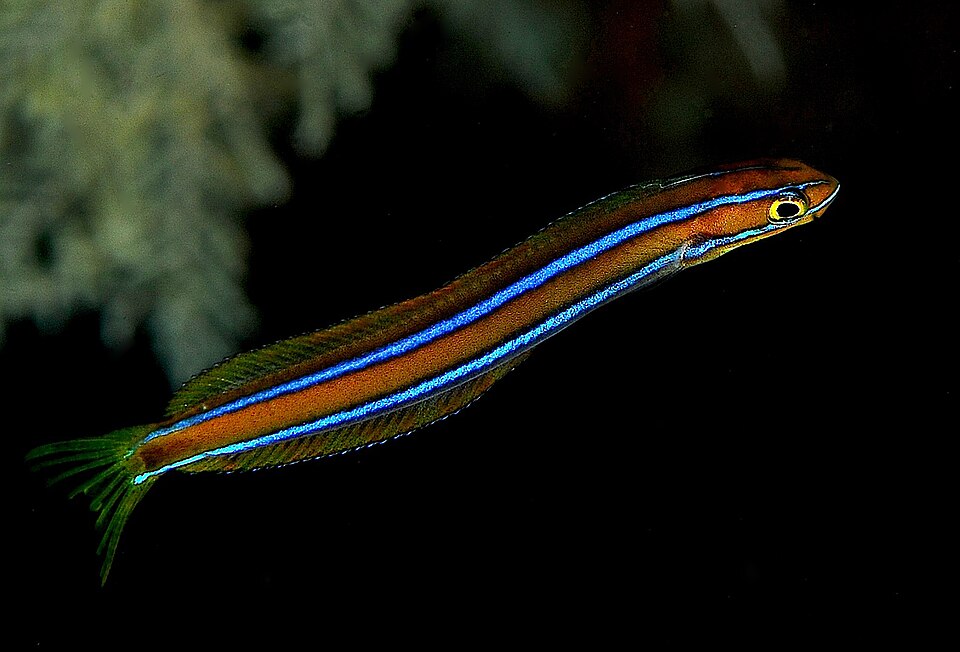 ภาพ ปลาตั๊กแตนหิน rhinorhynchos (Plagiotremus rhinorhynchos)