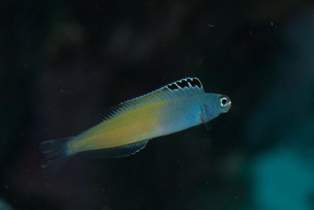 ภาพ ปลาตั๊กแตนหิน townsendi (Plagiotremus townsendi)