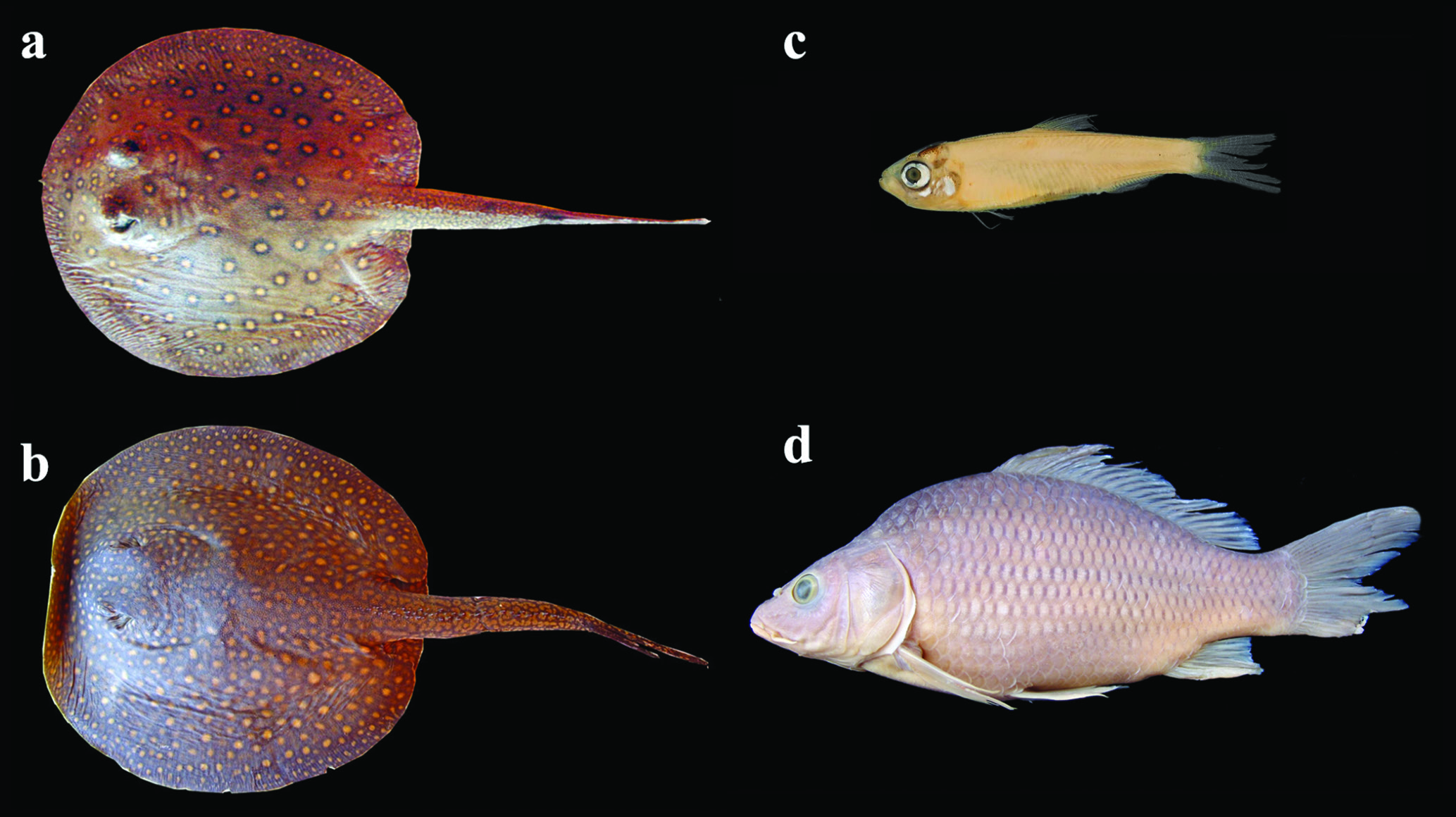 ภาพ ปลา platana (Platanichthys platana)