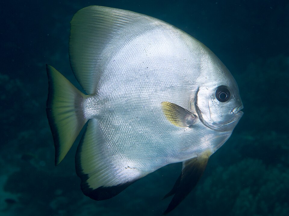 ภาพ ปลาหูช้าง boersii (Platax boersii)