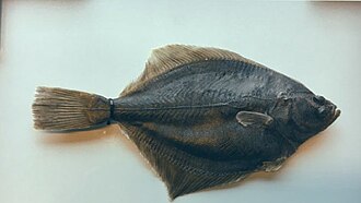 ภาพ ปลา solemdali (Platichthys solemdali)