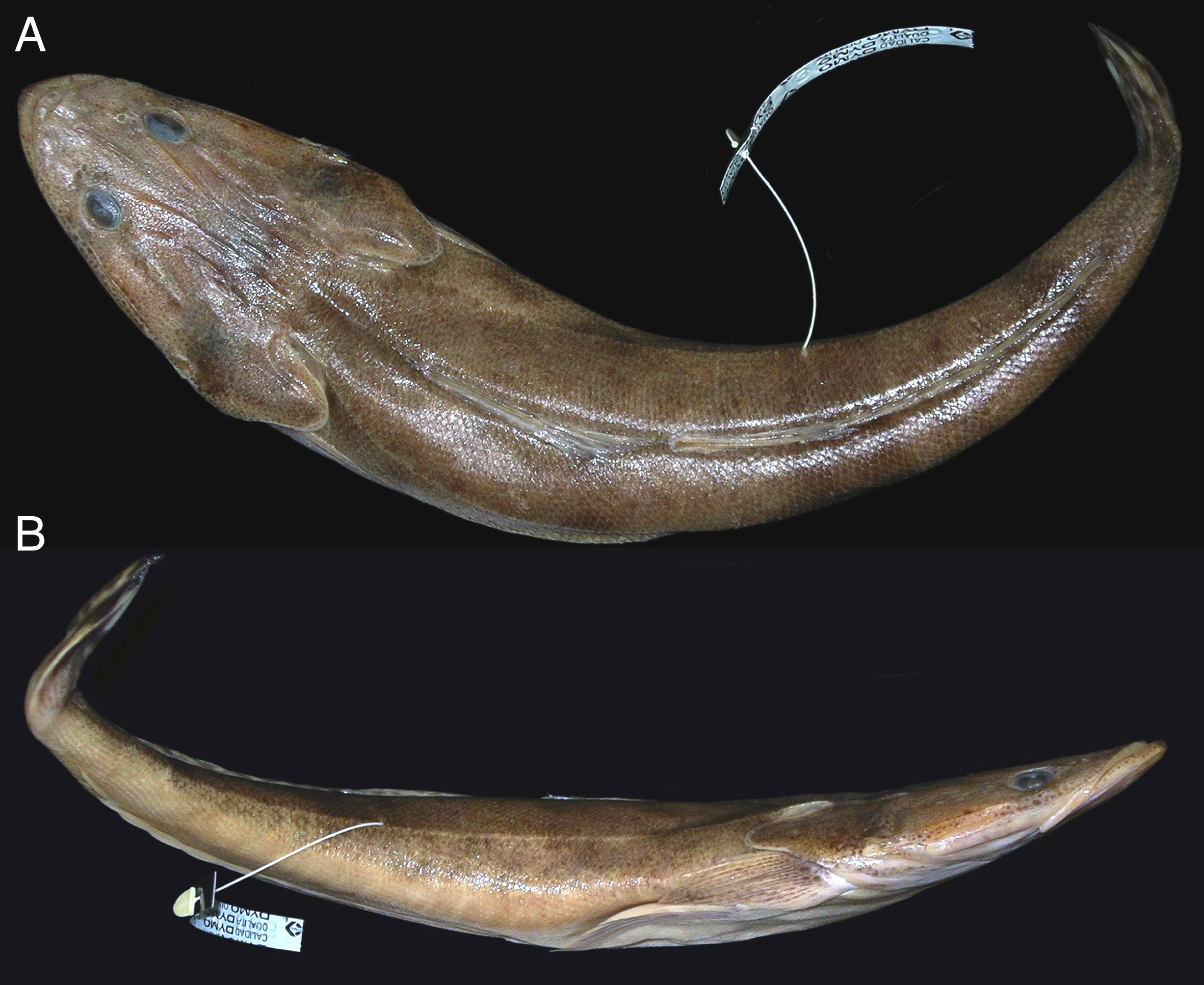 ภาพ ปลา angustus (Platycephalus angustus)