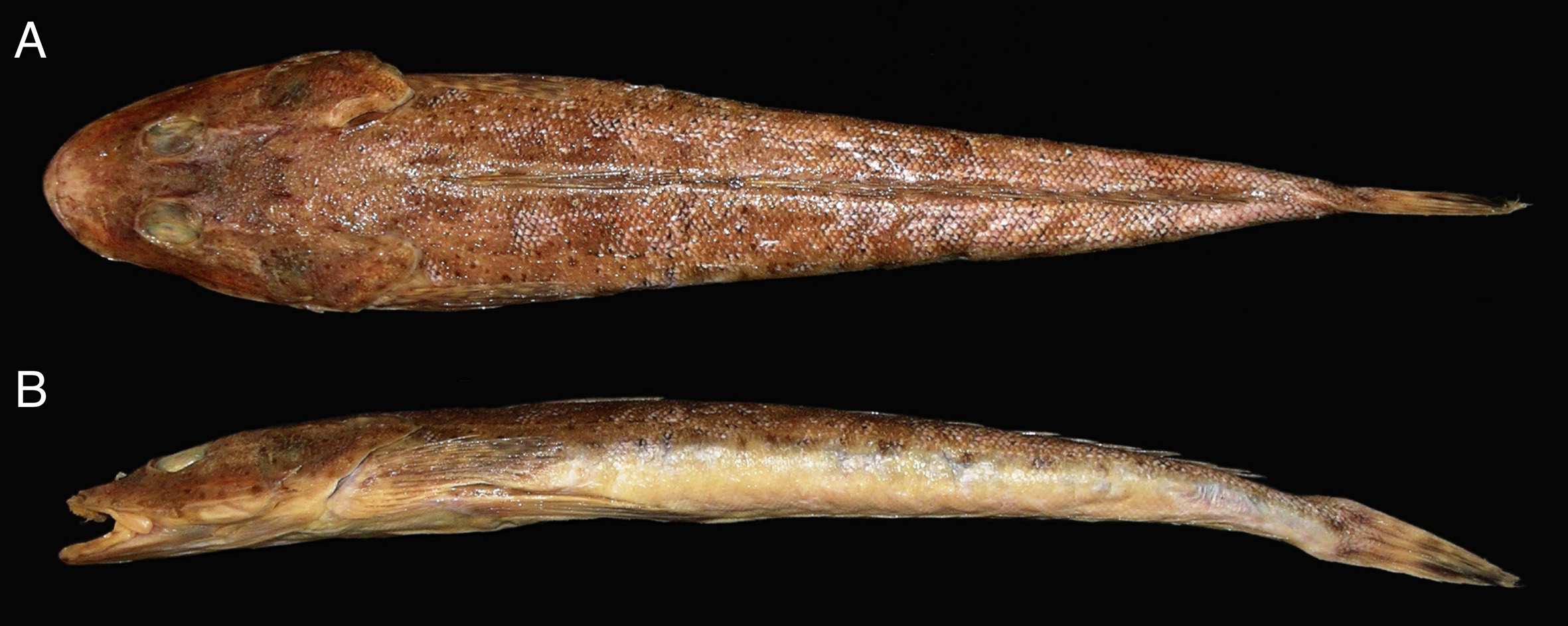 ภาพ ปลา bassensis (Platycephalus bassensis)