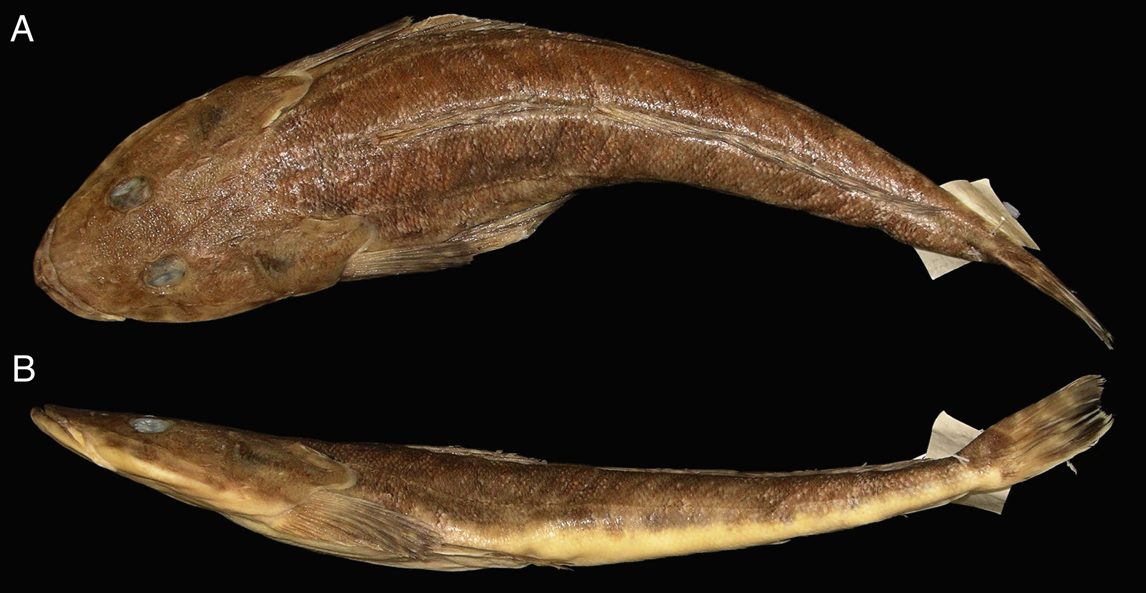 ภาพ ปลา caeruleopunctatus (Platycephalus caeruleopunctatus)