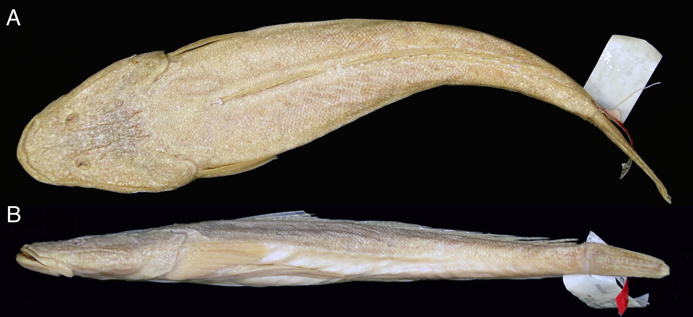 ภาพ ปลา chauliodous (Platycephalus chauliodous)