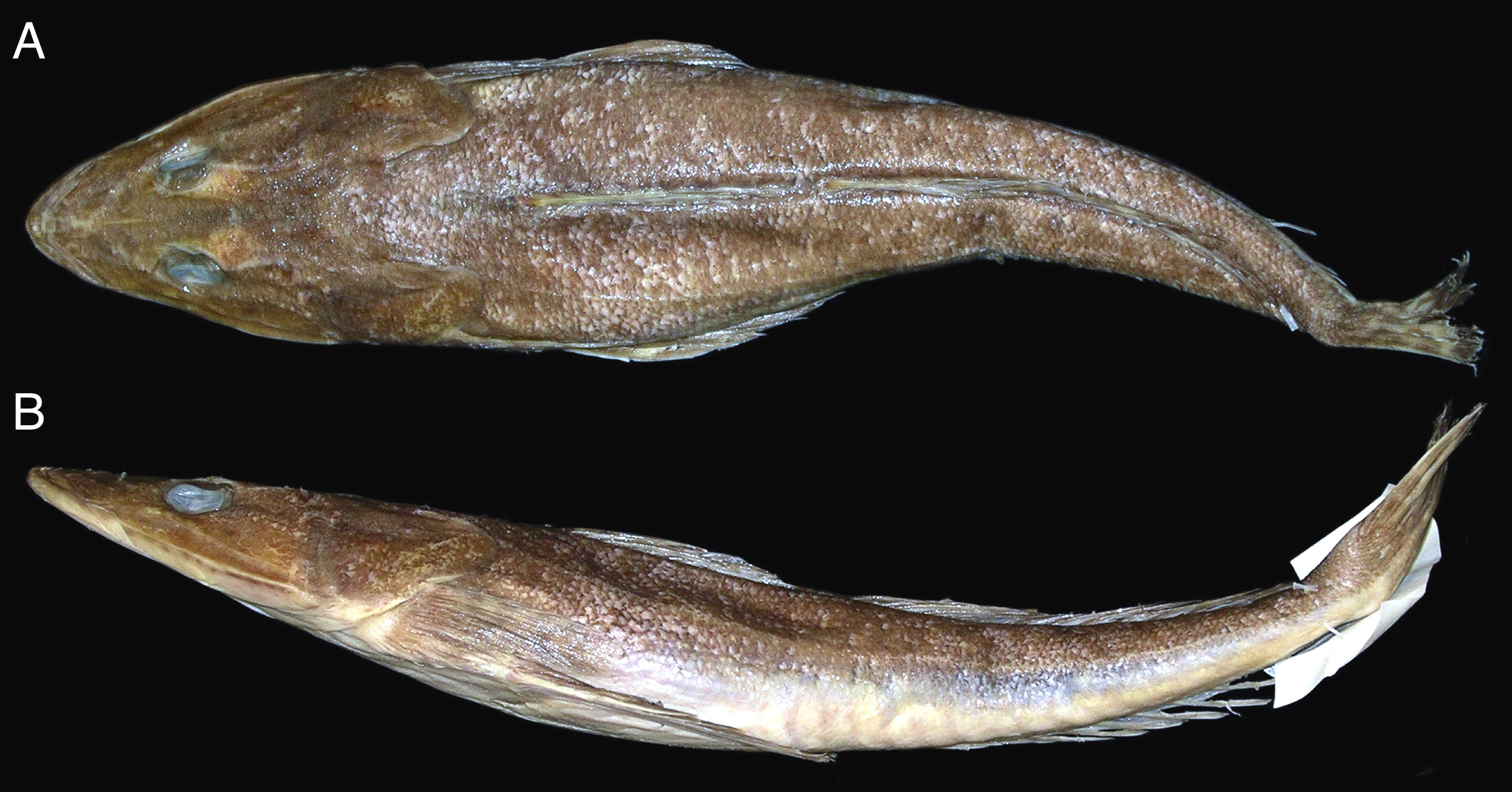 ภาพ ปลา endrachtensis (Platycephalus endrachtensis)