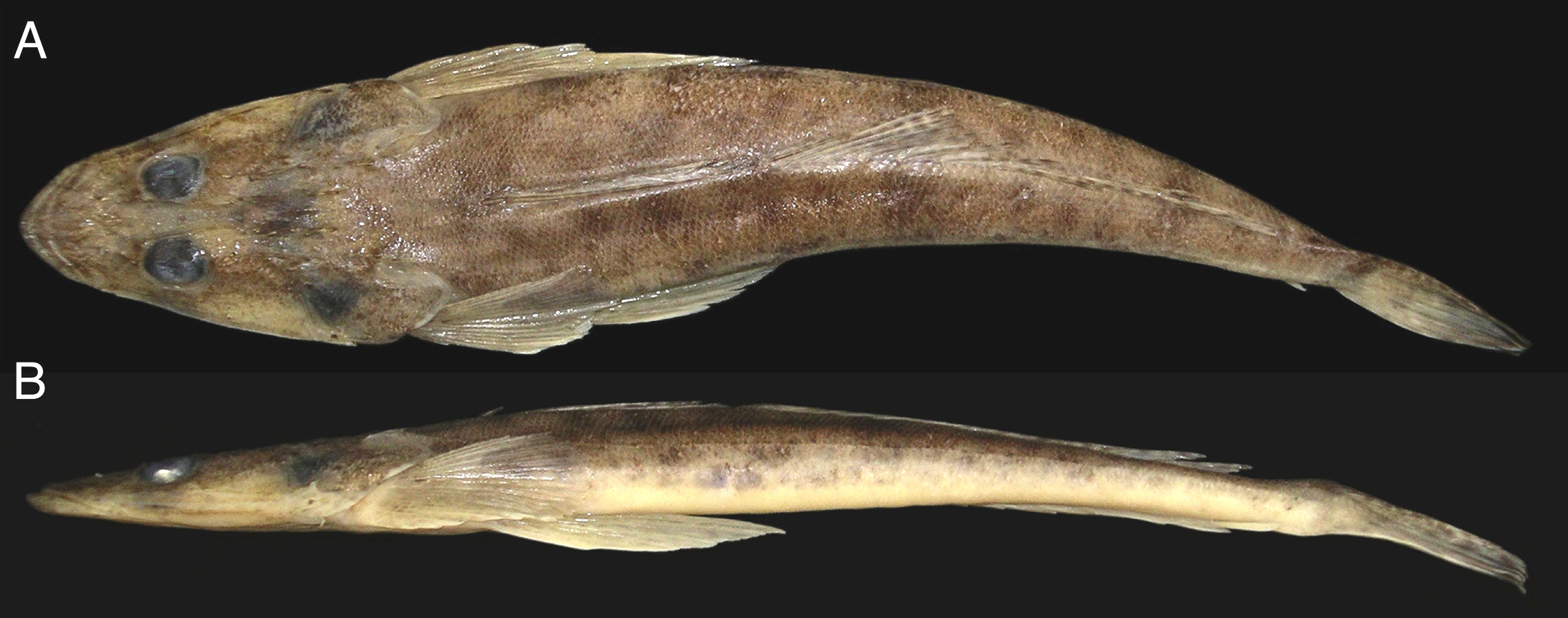ภาพ ปลา fuscus (Platycephalus fuscus)