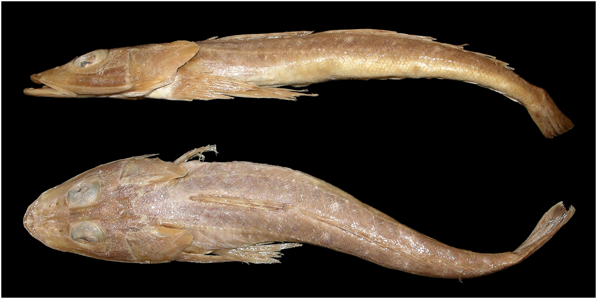 ภาพ ปลา grandispinis (Platycephalus grandispinis)