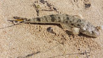 ภาพ ปลา indicus (Platycephalus indicus)