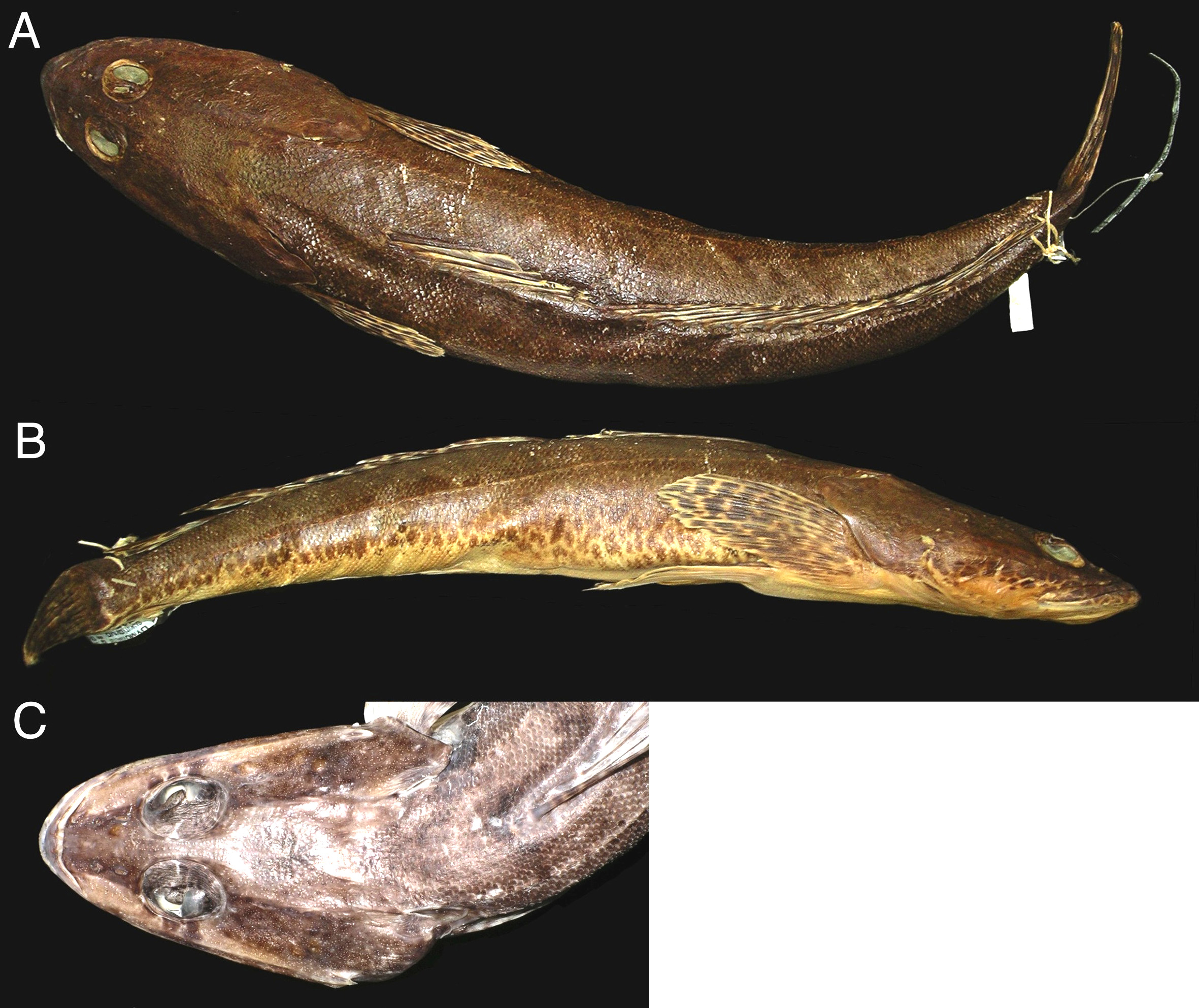 ภาพ ปลา laevigatus (Platycephalus laevigatus)