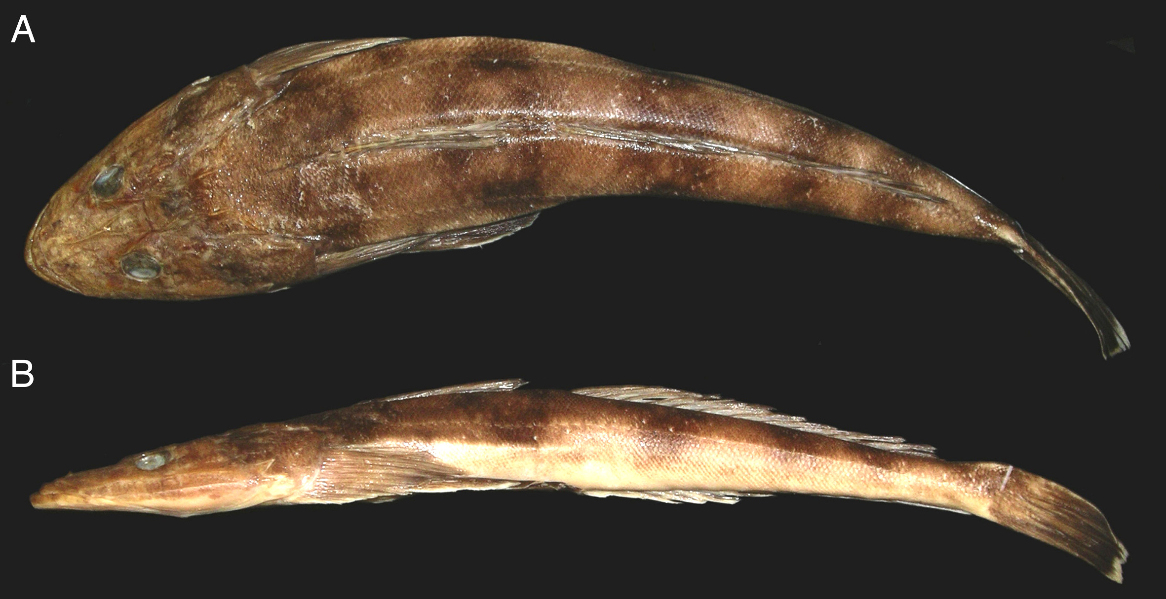 ภาพ ปลา marmoratus (Platycephalus marmoratus)