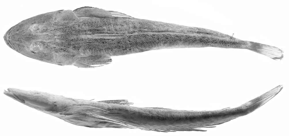 ภาพ ปลา orbitalis (Platycephalus orbitalis)