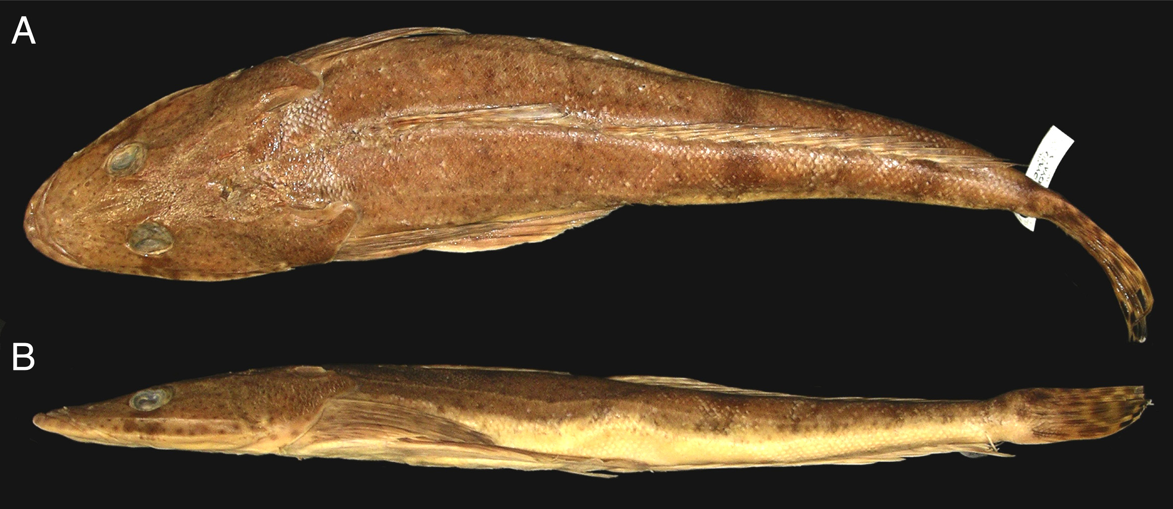ภาพ ปลา speculator (Platycephalus speculator)
