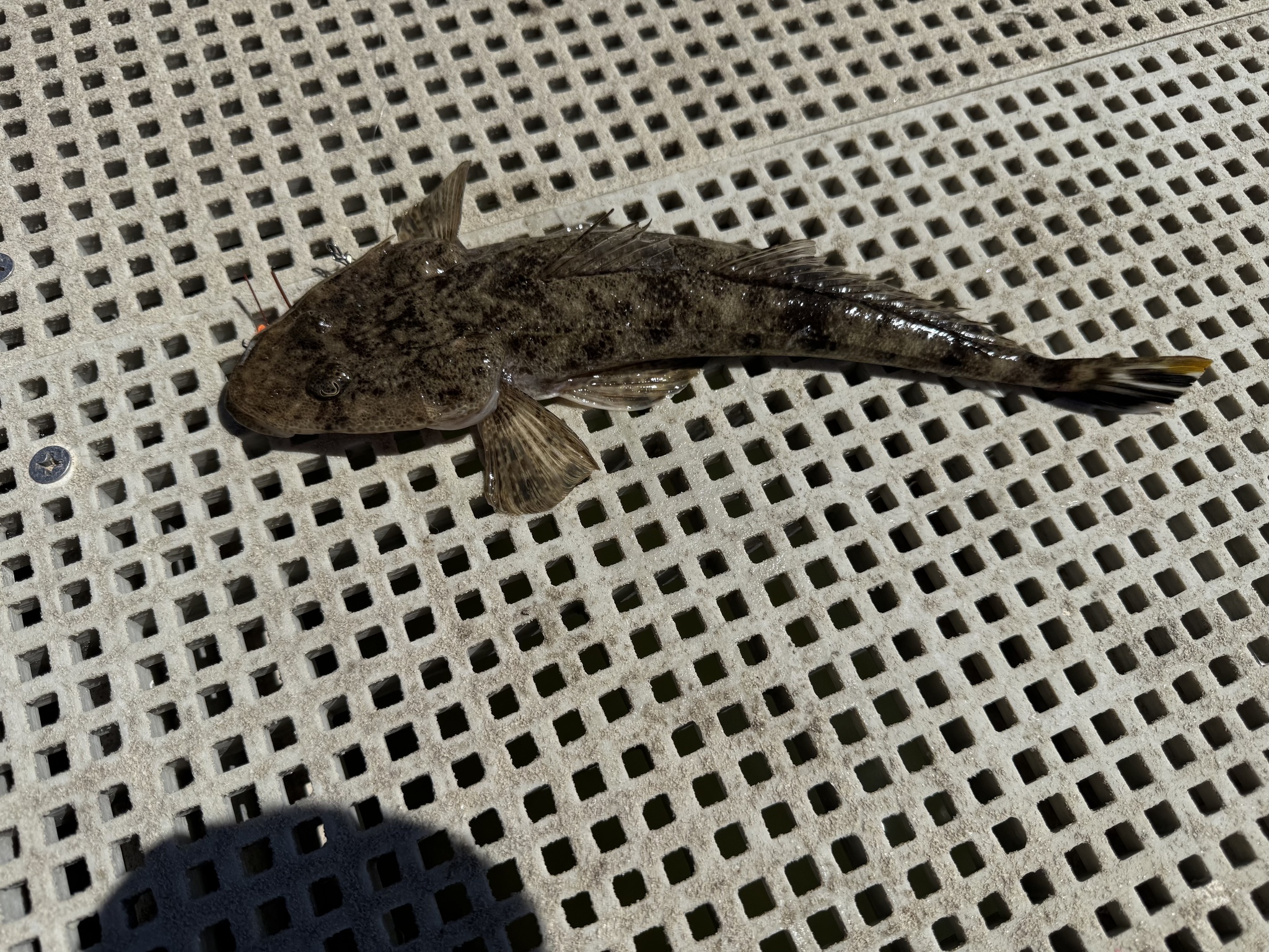ภาพ ปลา westraliae (Platycephalus westraliae)