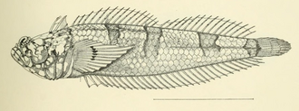 ภาพ ปลา rubellulus (Platygillellus rubellulus)