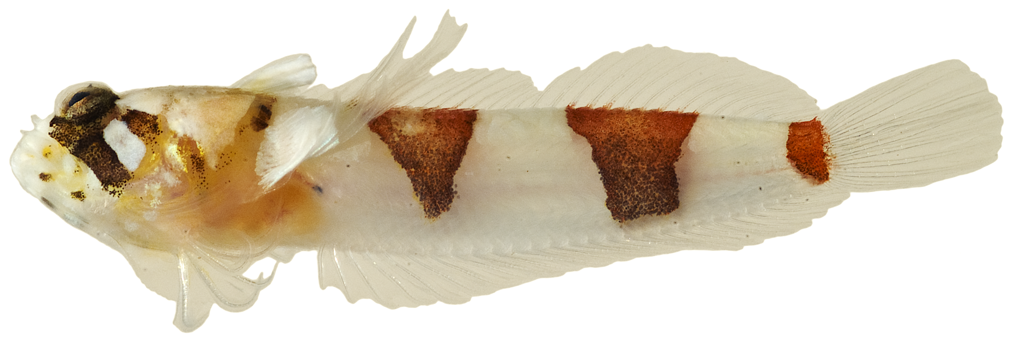 ภาพ ปลา rubrocinctus (Platygillellus rubrocinctus)